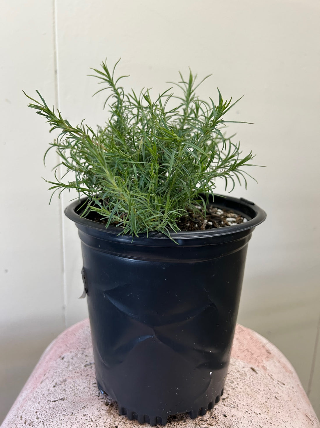 Zauschneria cana, Epilobium canum 1 Gallon