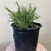 Zauschneria cana, Epilobium canum 1 Gallon
