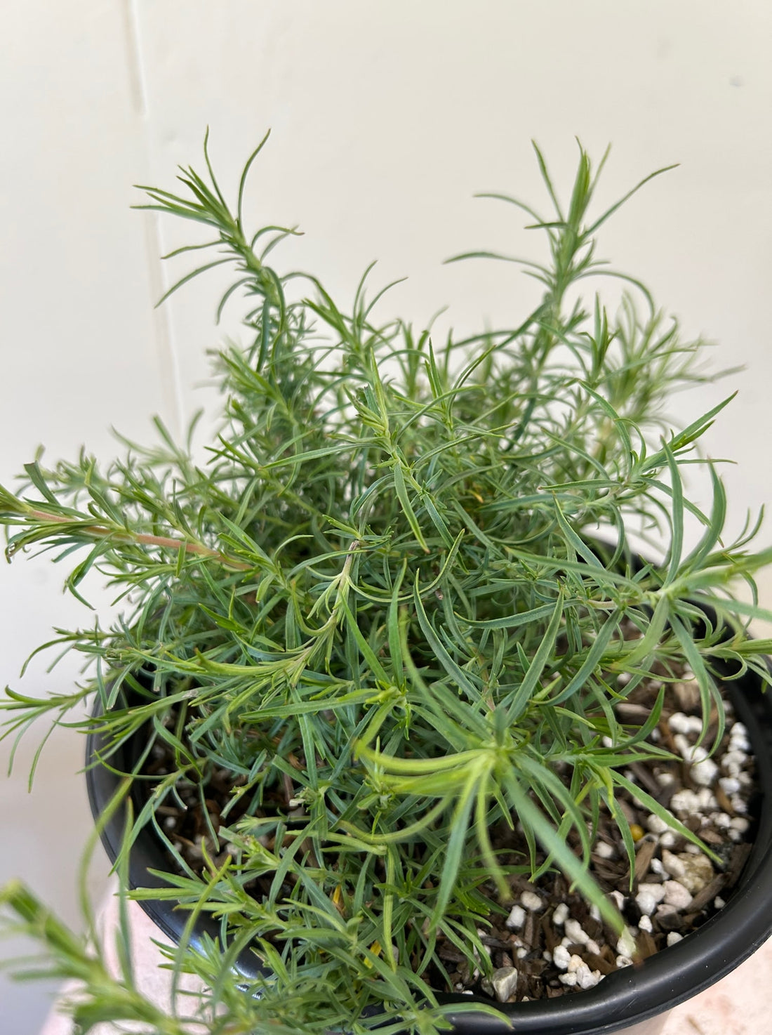 Zauschneria cana, Epilobium canum