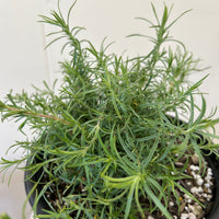 Zauschneria cana, Epilobium canum