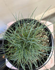 Festuca rubra 'Patrick's Point'