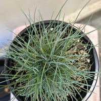 Festuca rubra 'Patrick's Point'