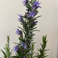 Rosmarinus officinalis 'Barbeque' Flowers