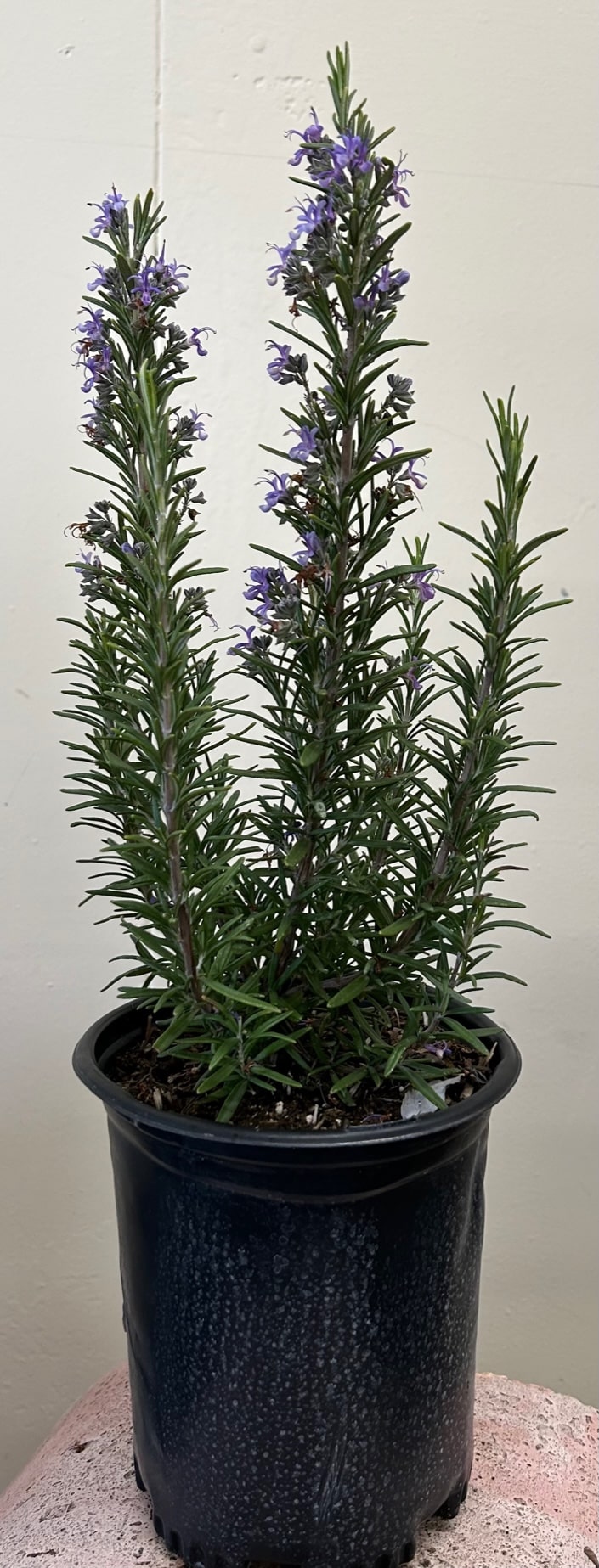 barbecue succulent Rosmarinus officinalis 'Barbeque'