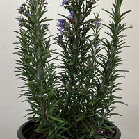 Rosmarinus officinalis 'Barbeque'