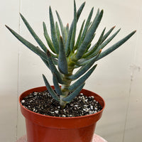 Aloe dichotoma, Quiver Tree 6" Pot