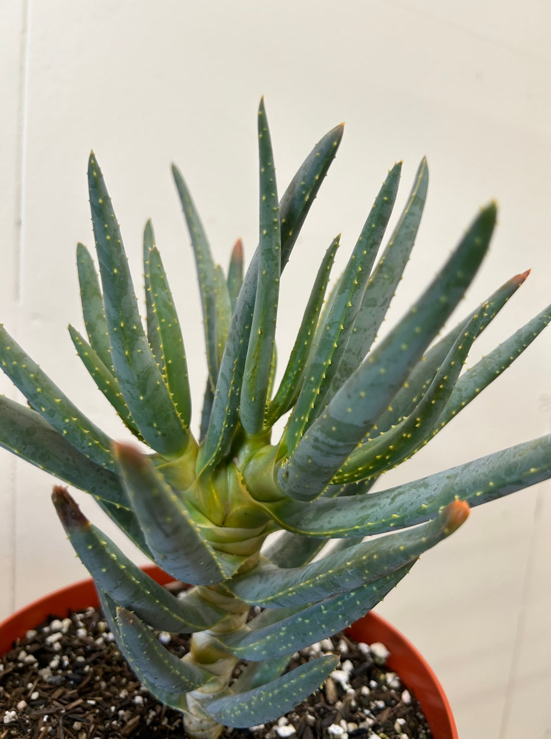 Aloe dichotoma, Quiver Tree