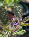 Verbena lasiostachys, Western Vervain flowers