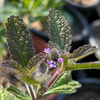 Verbena lasiostachys, Western Vervain flowers