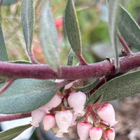 Arctostaphylos 'Pacific Mist' (manzanita) Flowers, foliage, and bark