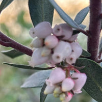 Arctostaphylos 'Pacific Mist' (manzanita) Flowers