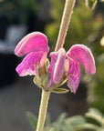 Phlomis purpurea, Purple Jerusalem Sage flowers