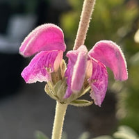 Phlomis purpurea, Purple Jerusalem Sage flowers