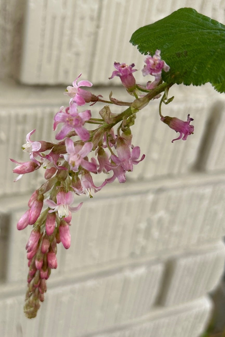 Ribes sanguineum 'Claremont' flowers
