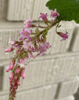 Ribes sanguineum 'Claremont' flowers