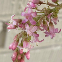 Ribes sanguineum 'Claremont' pink flowers