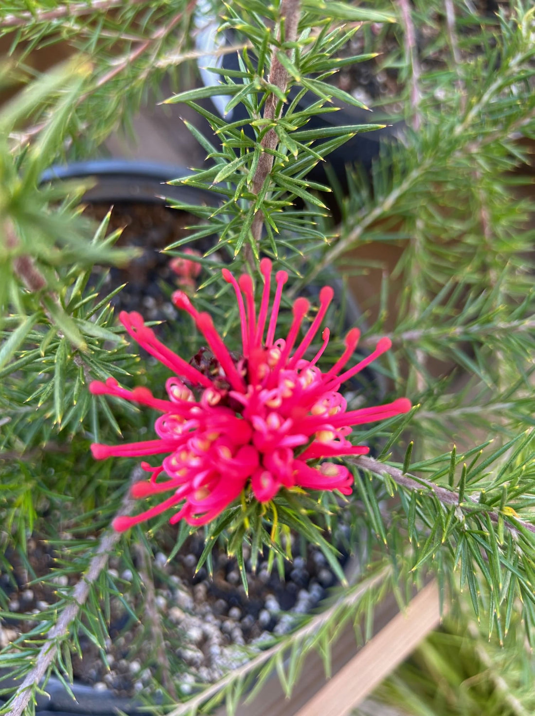 Grevillea 'Canberra Gem' flower