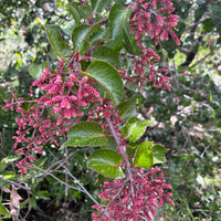 Rhus ovata, Sugar Bush