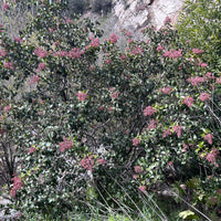 Rhus ovata, Sugar Bush