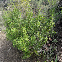 Salvia mellifera (black sage)