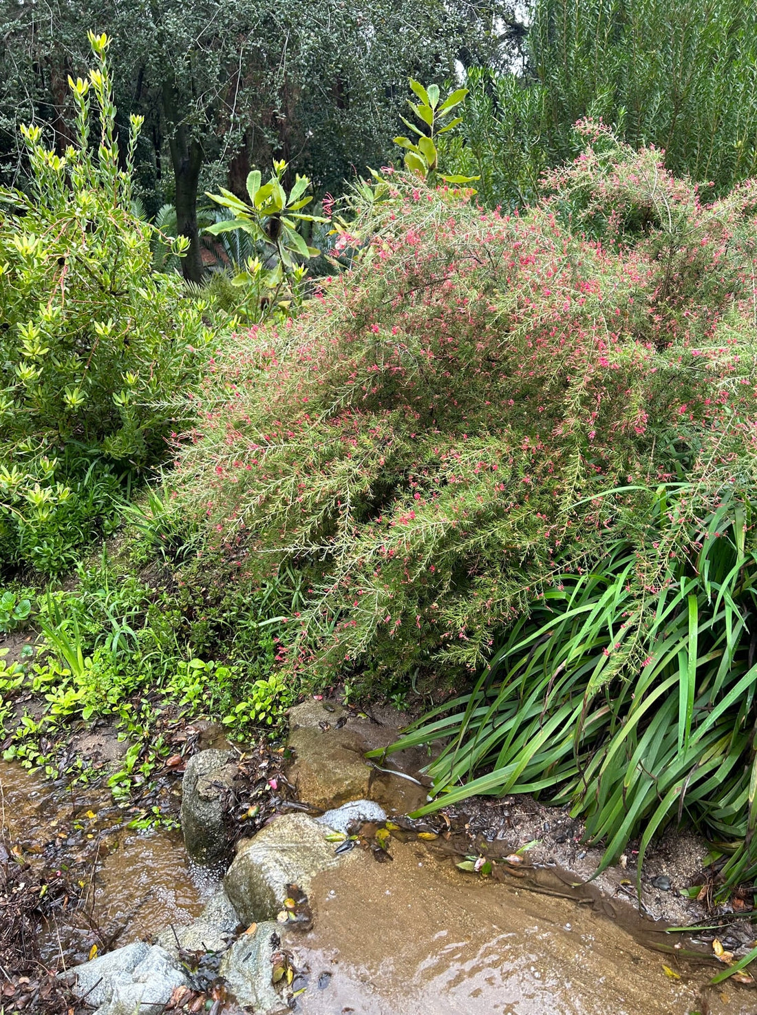 Grevillea 'Canberra Gem' Plant Material Shot