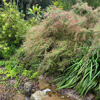 Grevillea 'Canberra Gem' Plant Material Shot