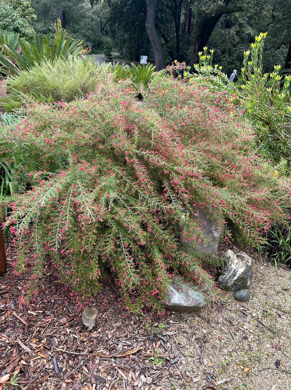 Grevillea 'Canberra Gem'  mature