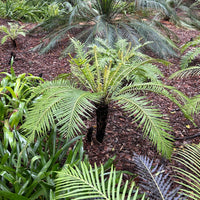 Blechnum gibbum Silver Lady, Silver Lady Fern