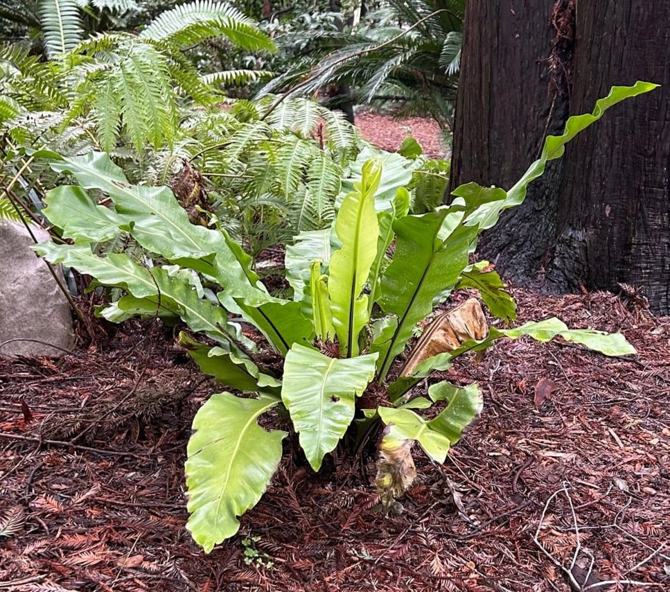 10 asplenium bird's nest fern Asplenium nidus (Bird's Nest Fern)