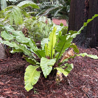 Asplenium nidus (Bird Nest Fern) PM Shot