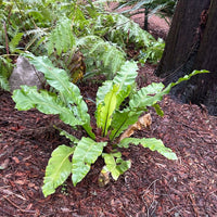 Asplenium nidus (Bird's Nest Fern)