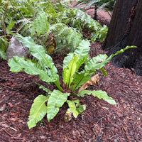 Asplenium nidus (Bird Nest Fern)