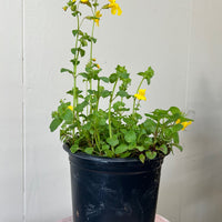 Mimulus guttatus (Erythranthe guttata), Seep Monkey flower 1 Gallon