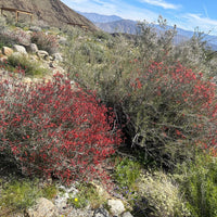 Justicia californica, Hummingbird Bush mature