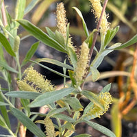 Salix lasiolepis, Arroyo Willow Flower