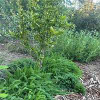 Achillea millefolium, Common yarrow under fruit tree