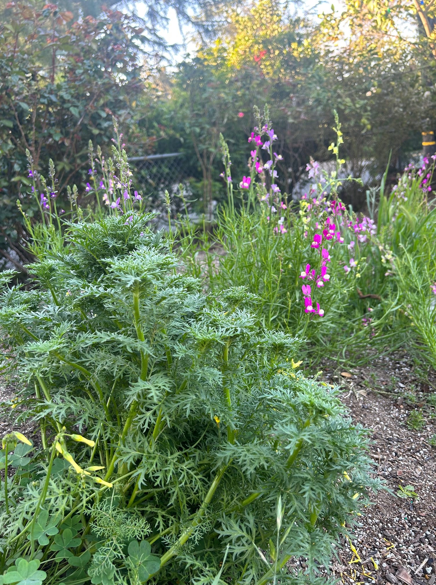 California Native Wildflower Mixture