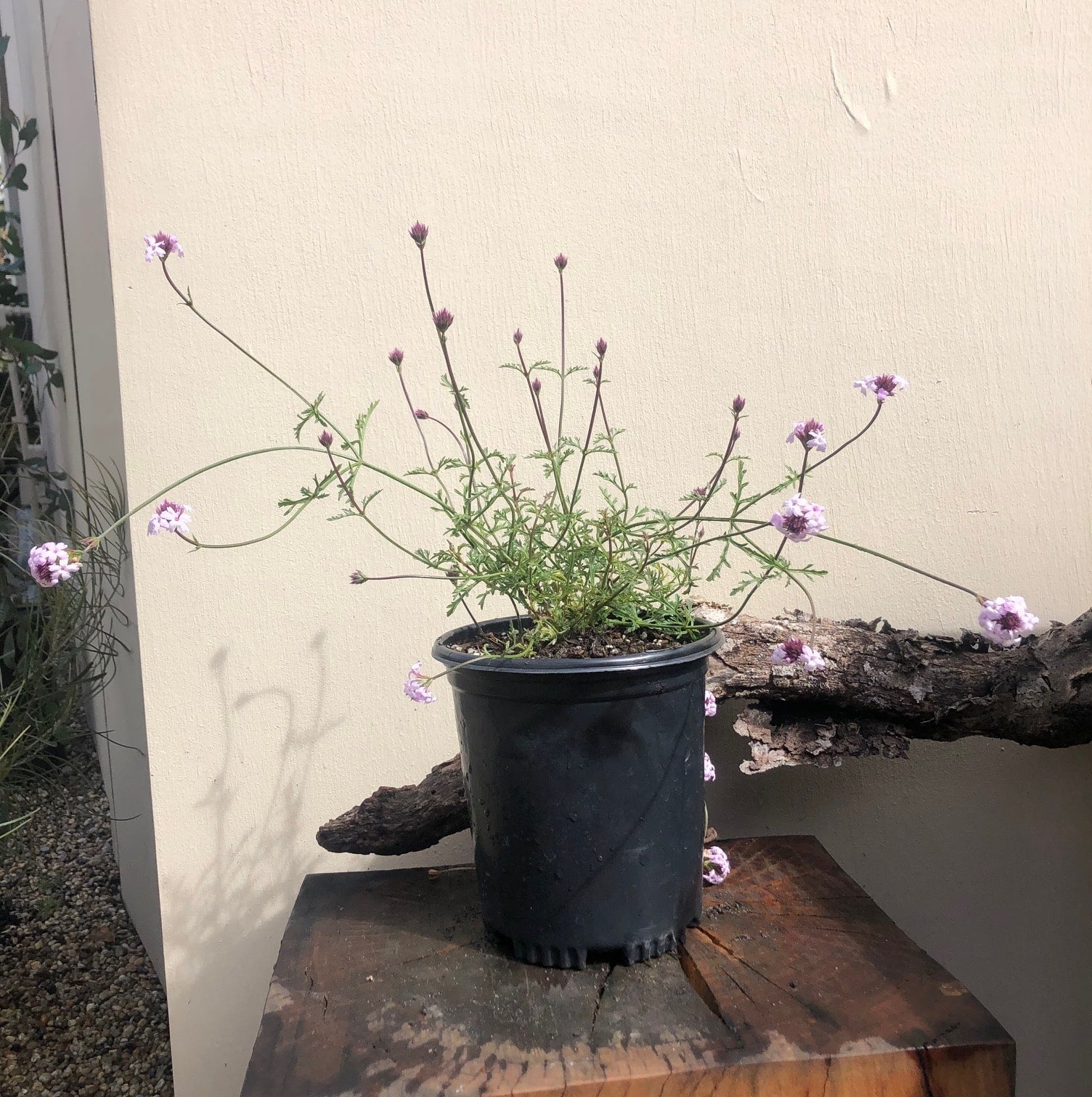 Verbena lilacina, Paseo Rancho Lilac – Plant Material