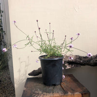 Verbena lilacina, Paseo Rancho Lilac
