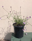 Verbena lilacina, Paseo Rancho Lilac 1 gallon