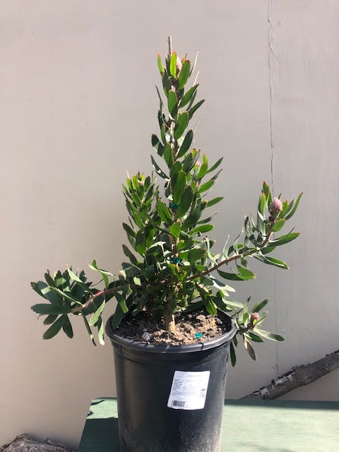 Leucospermum Scarlet Ribbon