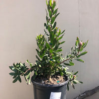 Leucospermum Scarlet Ribbon