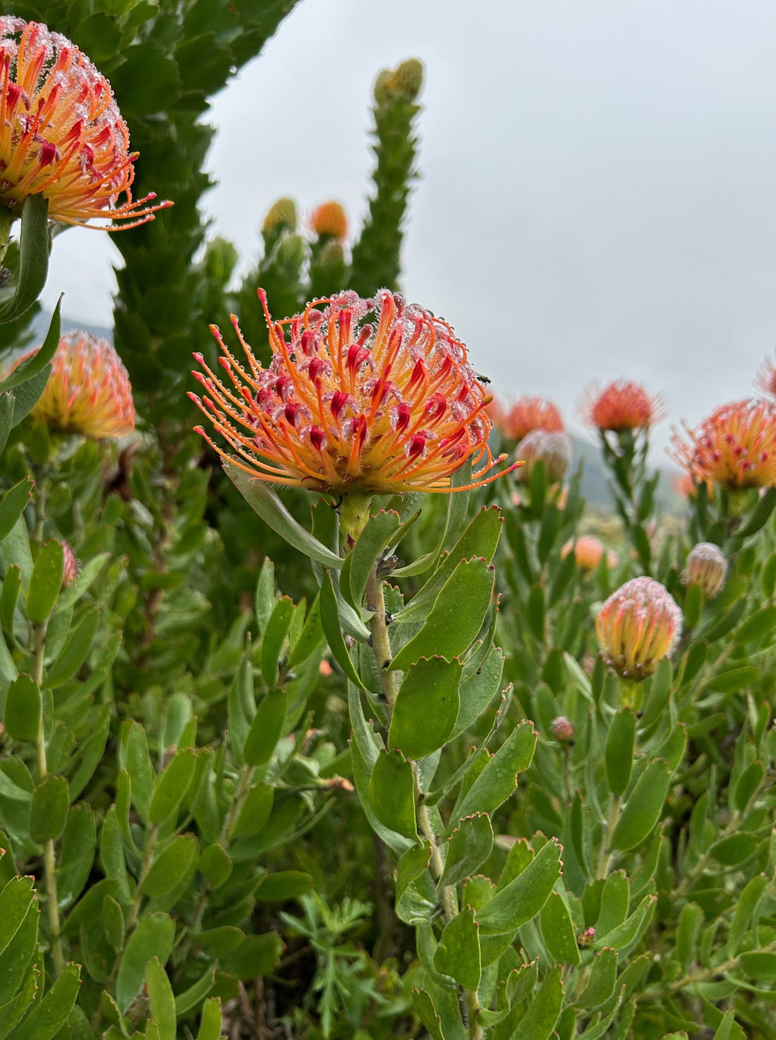 Leucospermum Scarlet Ribbon Flower