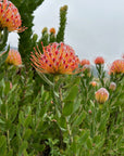 Leucospermum Scarlet Ribbon Flower