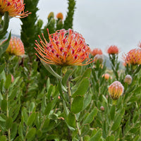 Leucospermum Scarlet Ribbon Flower