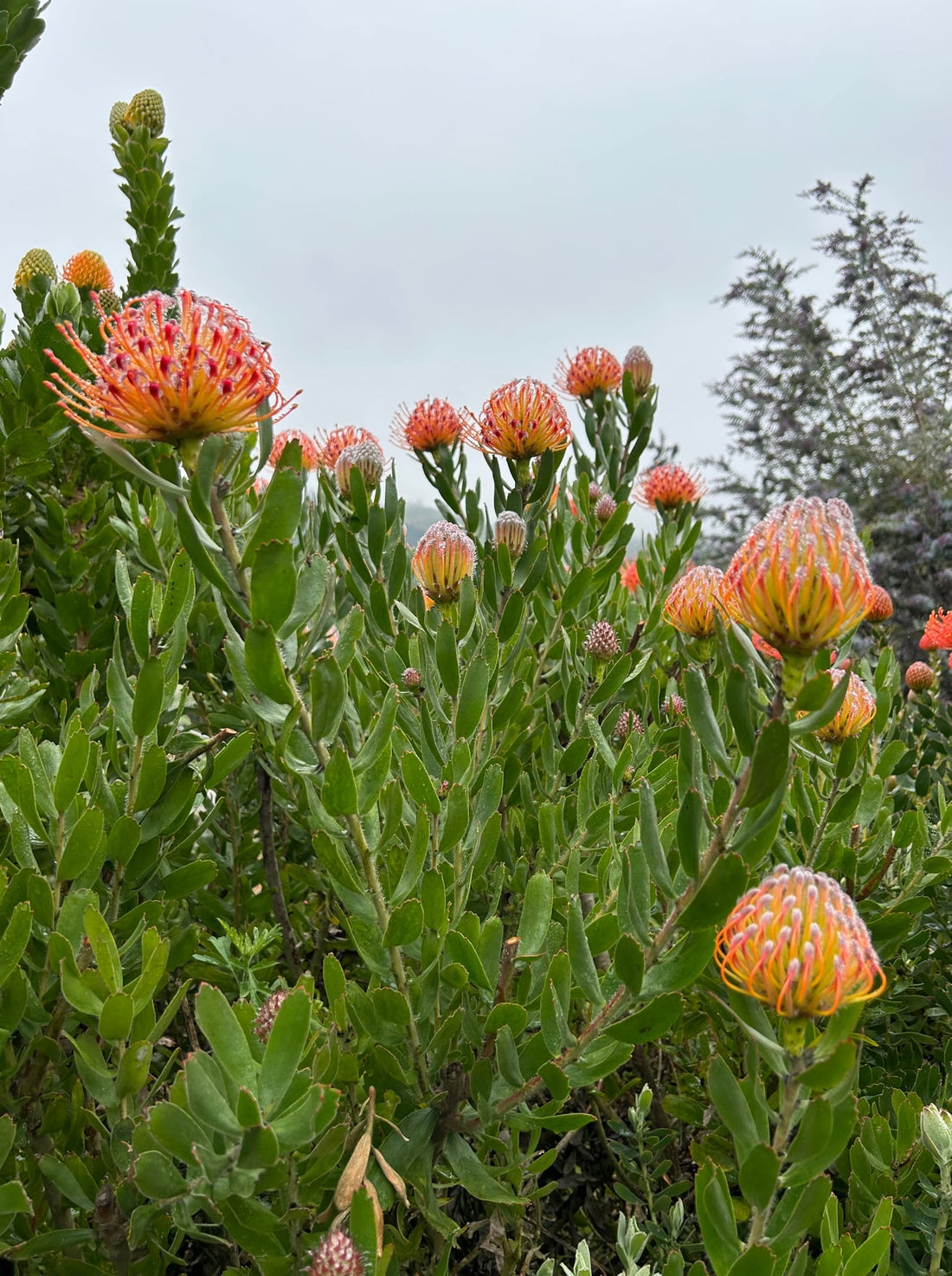Leucospermum Scarlet Ribbon Foliage and Flowers