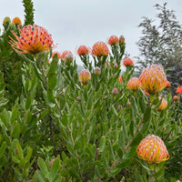 Leucospermum Scarlet Ribbon Foliage and Flowers
