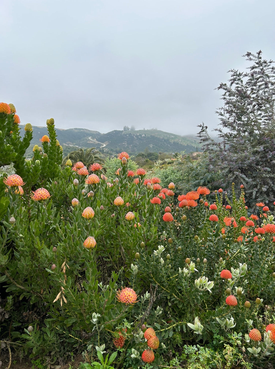 Leucospermum Scarlet Ribbon Mature plant
