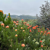 Leucospermum Scarlet Ribbon Mature plant