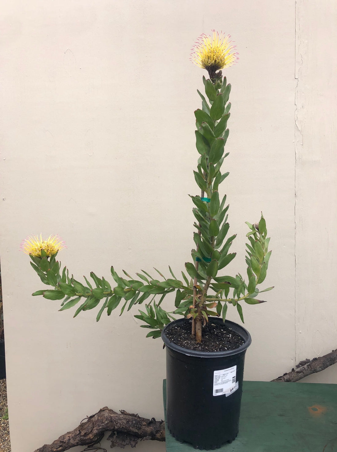Leucospermum gueinzii 5G Flowering